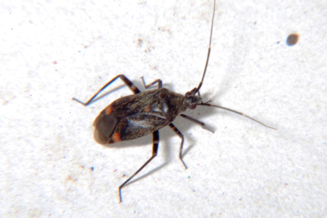 Miridae: Closterotomus cinctipes della Romagna